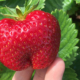 Die ersten Erdbeeren 2019 sind reif.