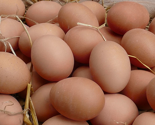 Eier vom Hornbrooker Hof