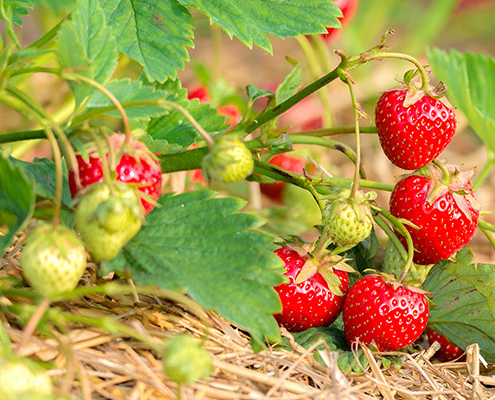 Erdbeeren vom Hornbrooker Hof