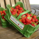 Erdbeeren vom Hornbrooker Hof