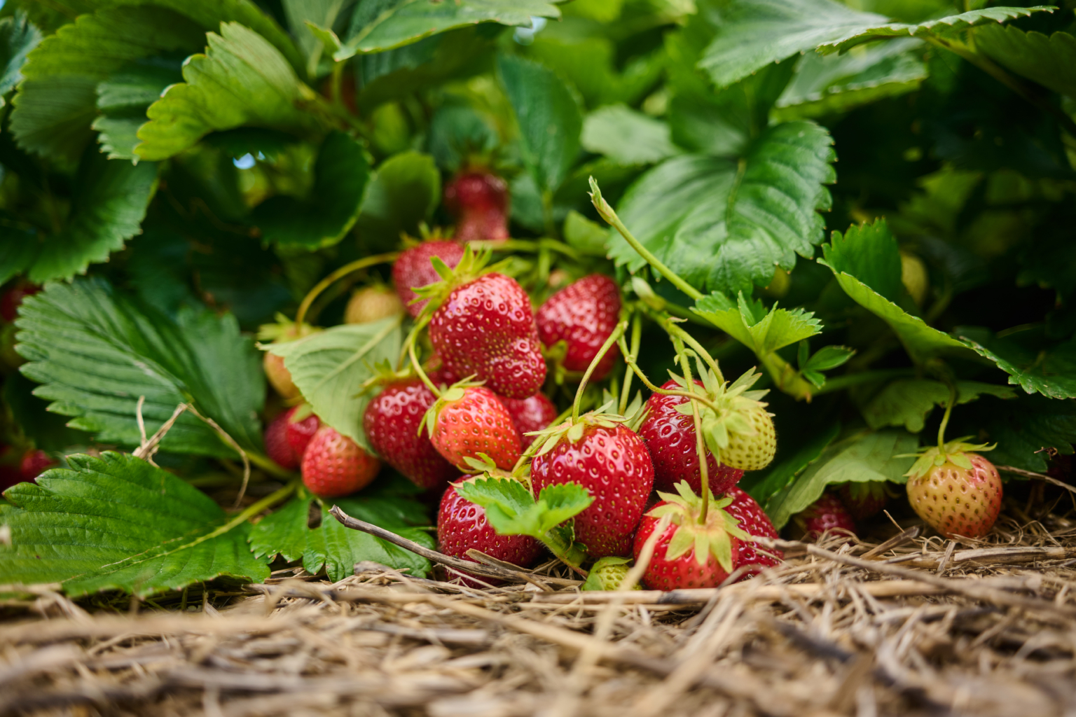 Hornbrooker-Hof-7263