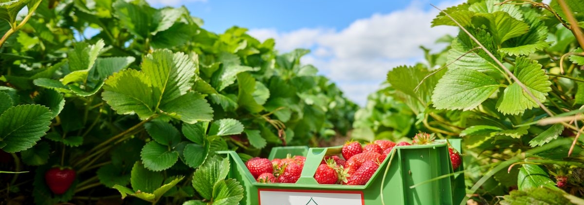 Grüner Erdbeerkorb mit Erdbeern zwischen Erdbeerpfalnzen auf Stroh