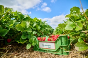 Grüner Erdbeerkorb mit Erdbeern zwischen Erdbeerpfalnzen auf Stroh