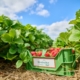 Grüner Erdbeerkorb mit Erdbeern zwischen Erdbeerpfalnzen auf Stroh