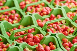 Grüne Erdbeerkörbe gefüllt mit Erdbeeren