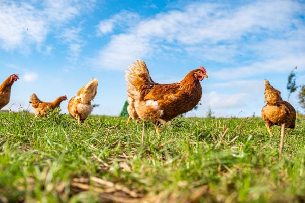 Huhn läuft auf grüner Wiese mit blauem Himmel im Hintergrund
