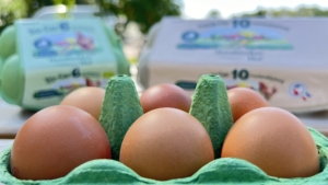 Bio- und Freiland-Eier vom Hornbrooker Hof sechs braune Eier in einer grünen geöffneten Eierschachtel